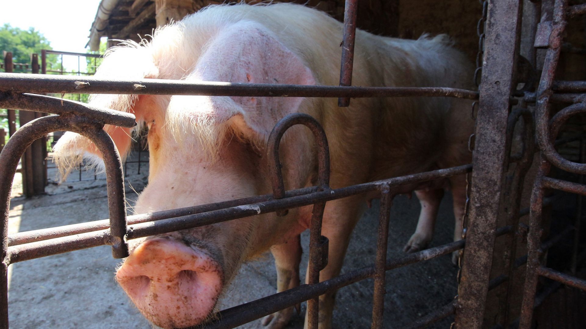 Aфриканска чума е установенa в още един свинекомплекс в Русенско
