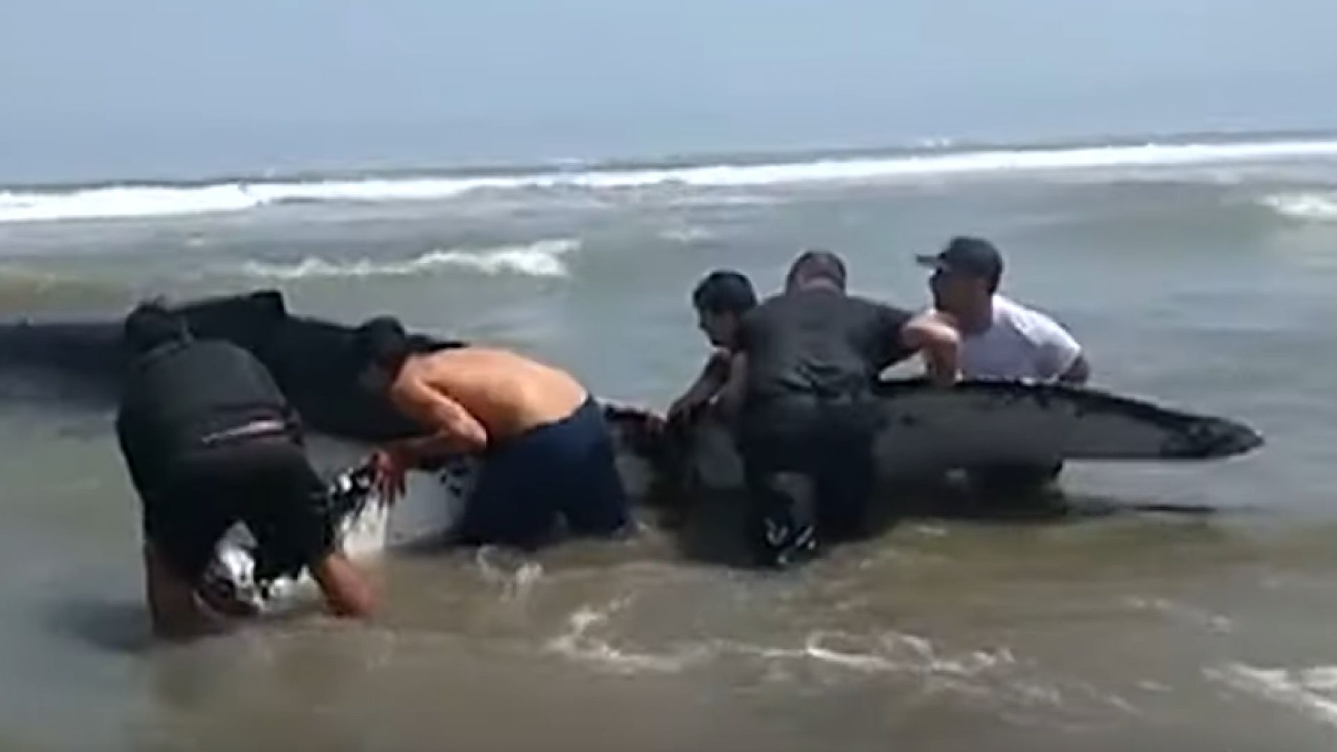 Доброволци в Перу избутаха заседнал в сушата 6-тонен кит 