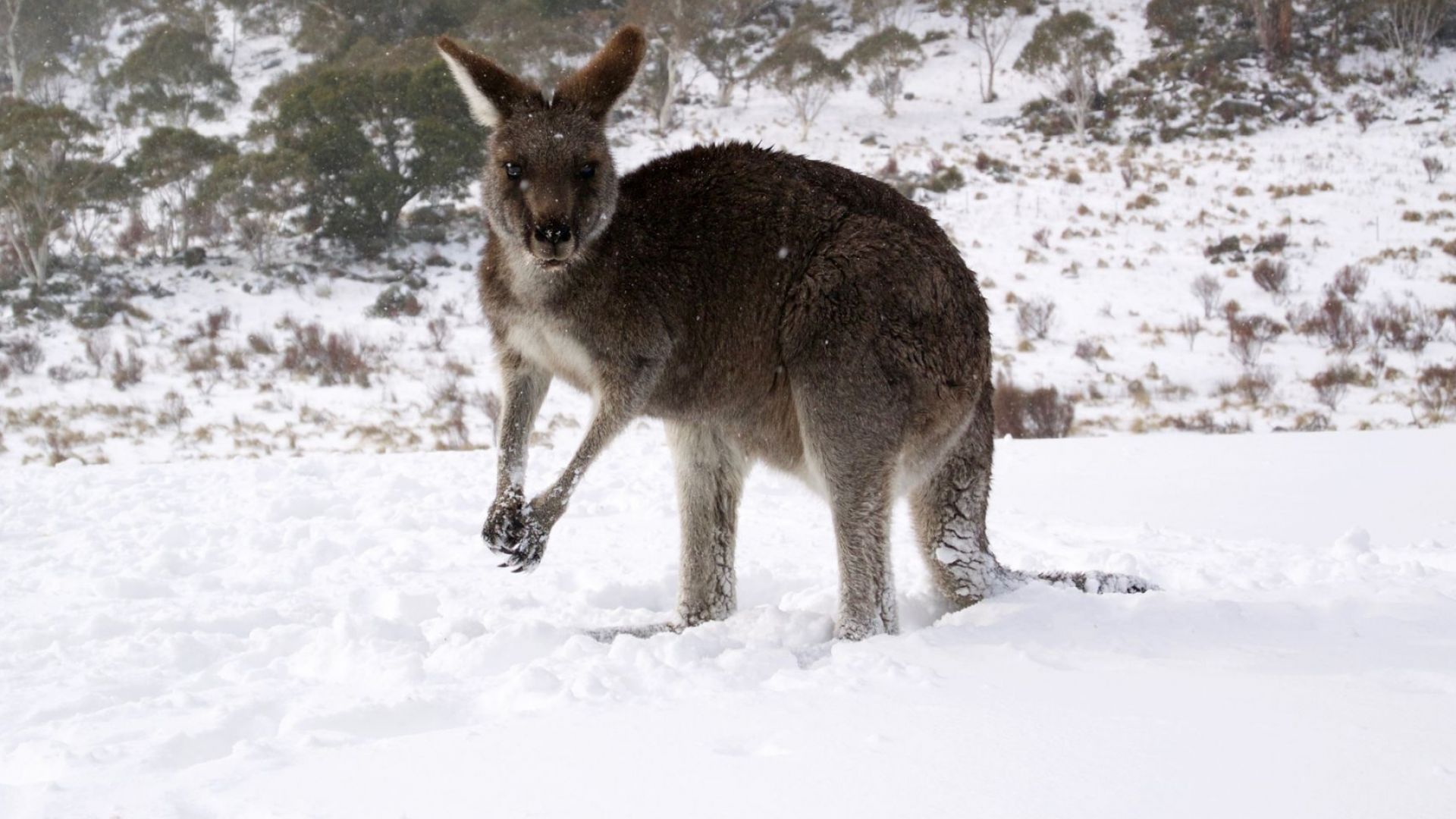 Сняг в Австралия изненада стадо кенгурута (видео)