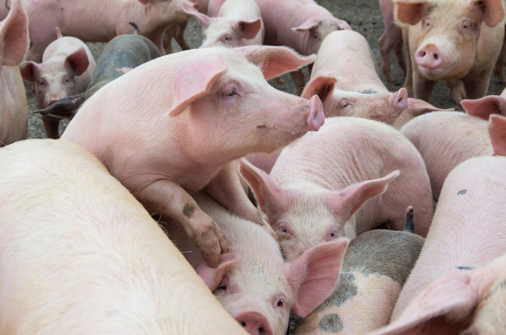 В промишлен свинекомплекс във видинското село Новоселци е открито заболяване африканска чума по свинете