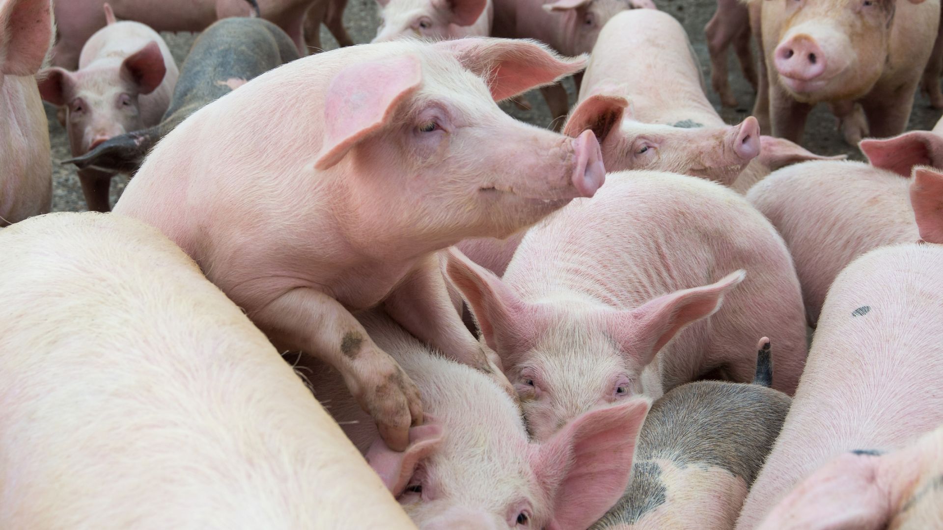 Евтанизират над 20 000 свине в една от най-големите ферми в Румъния 