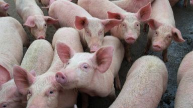  Собственик на свинекомплекс съди БАБХ за парите за унищожените 18 500 свине 
