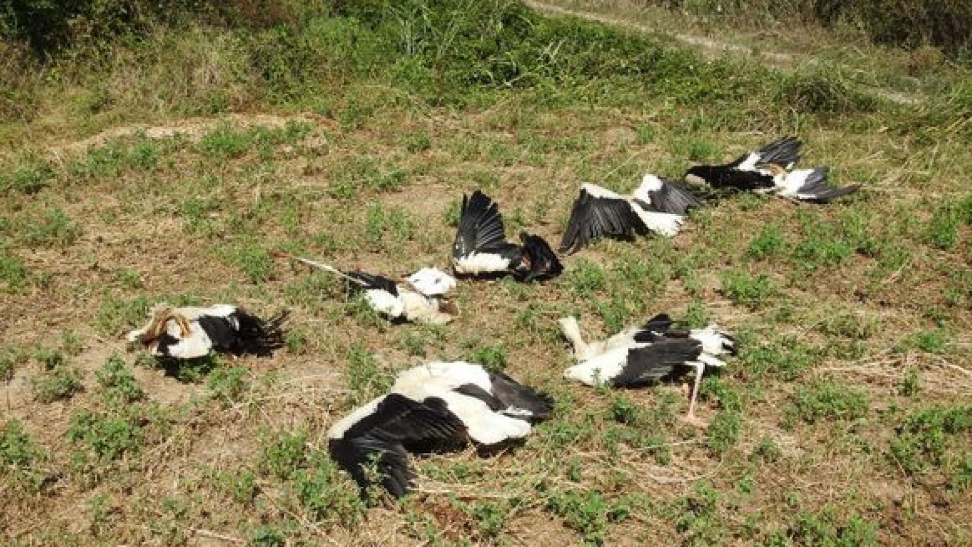 Цяло ято бели щъркели загинаха от токов удар на 13