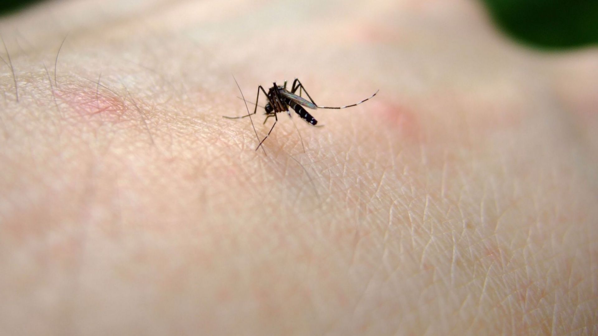 Националната референтна лаборатория потвърди лабораторно още два случая на западнонилска