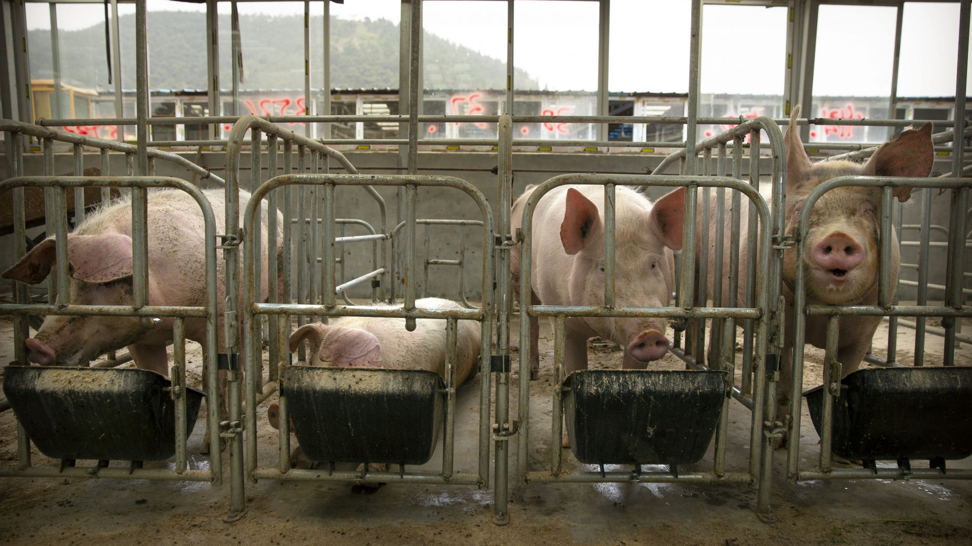 Свиневъдите в Китай които успяха да се опазят от африканката
