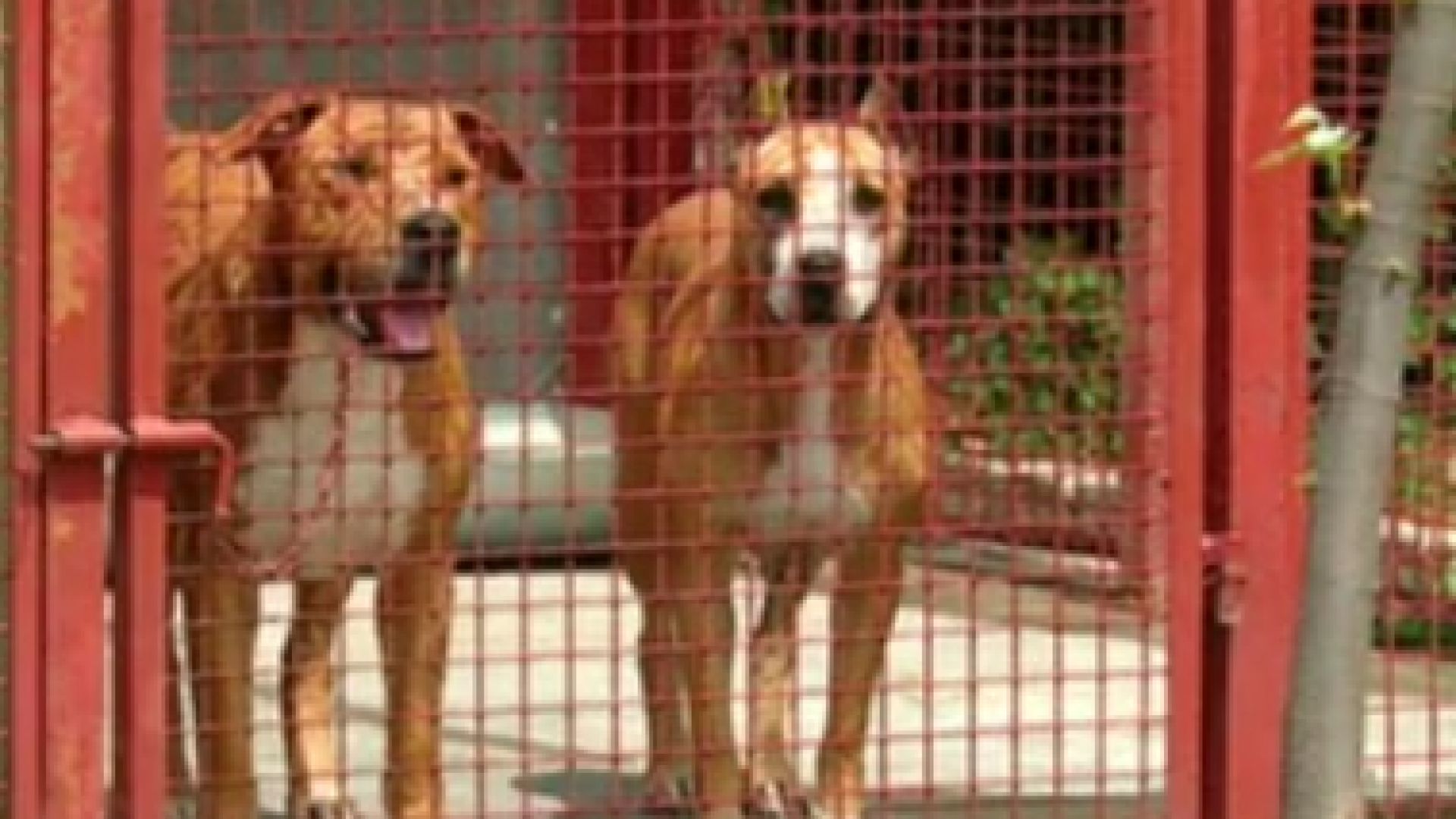 3 години близо 40 кучета порода питбул тренирани за боеве