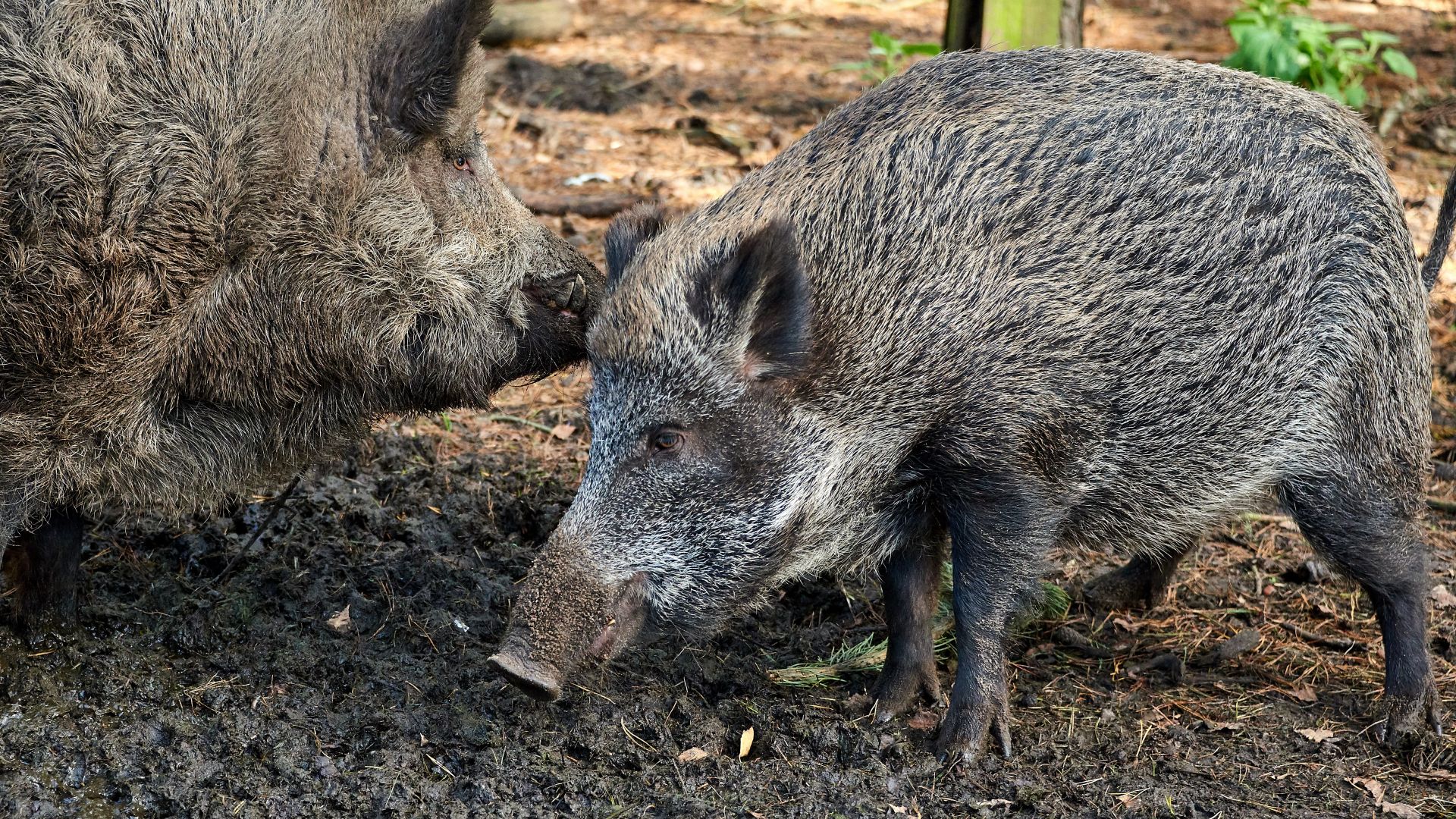 Расте броят на огнищата с африканска чума по дивите свине