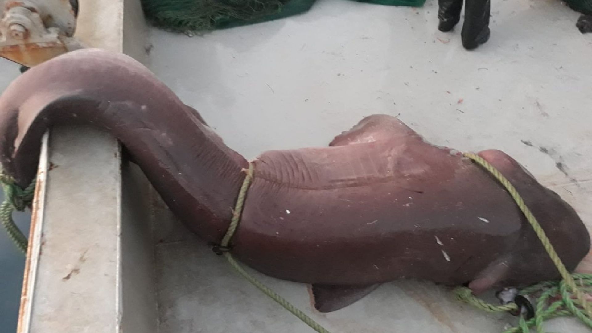 Рибари в турския окръг Чанаккале заловиха петметрова акула тежаща един