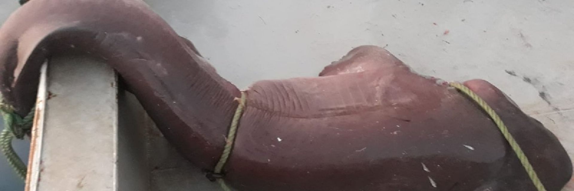 Турци уловиха петметрова акула (видео)