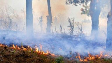  1000 дка гора и шубраци погълна пожара край Ветрен 