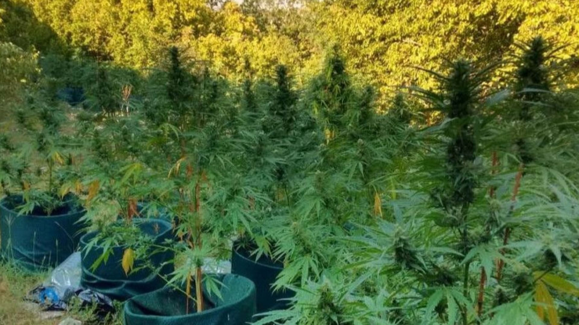 При проведена на 23 август специализирана полицейска операция на служители