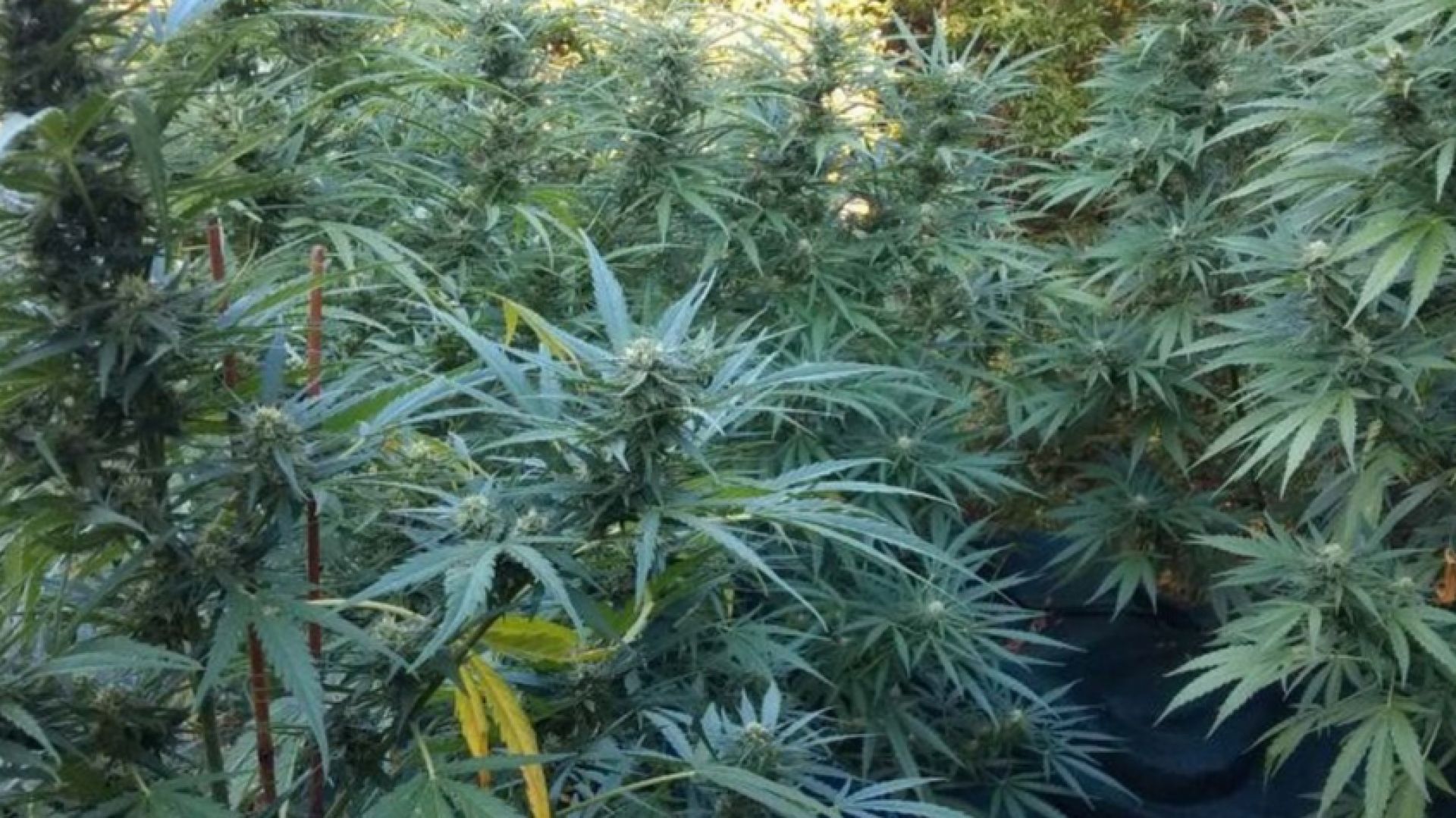 Бургаският районен съд освободи под гаранция от 2000 лв бившия