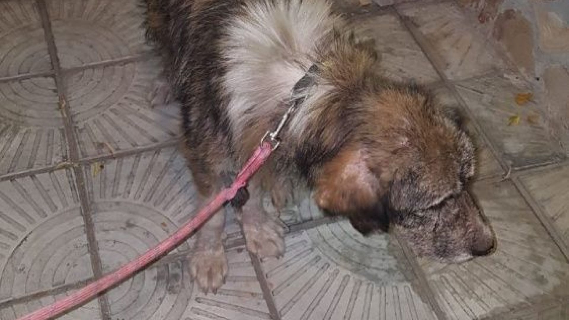 Това мило същество беше завързано за фермите под метростанция Ломско