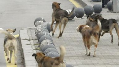 През миналата година броят на осиновените безстопанствени кучета в България