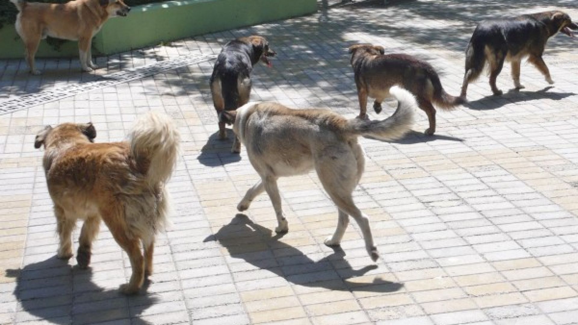 В Русе предлагат отмяна на глобите за хранене на улични животни