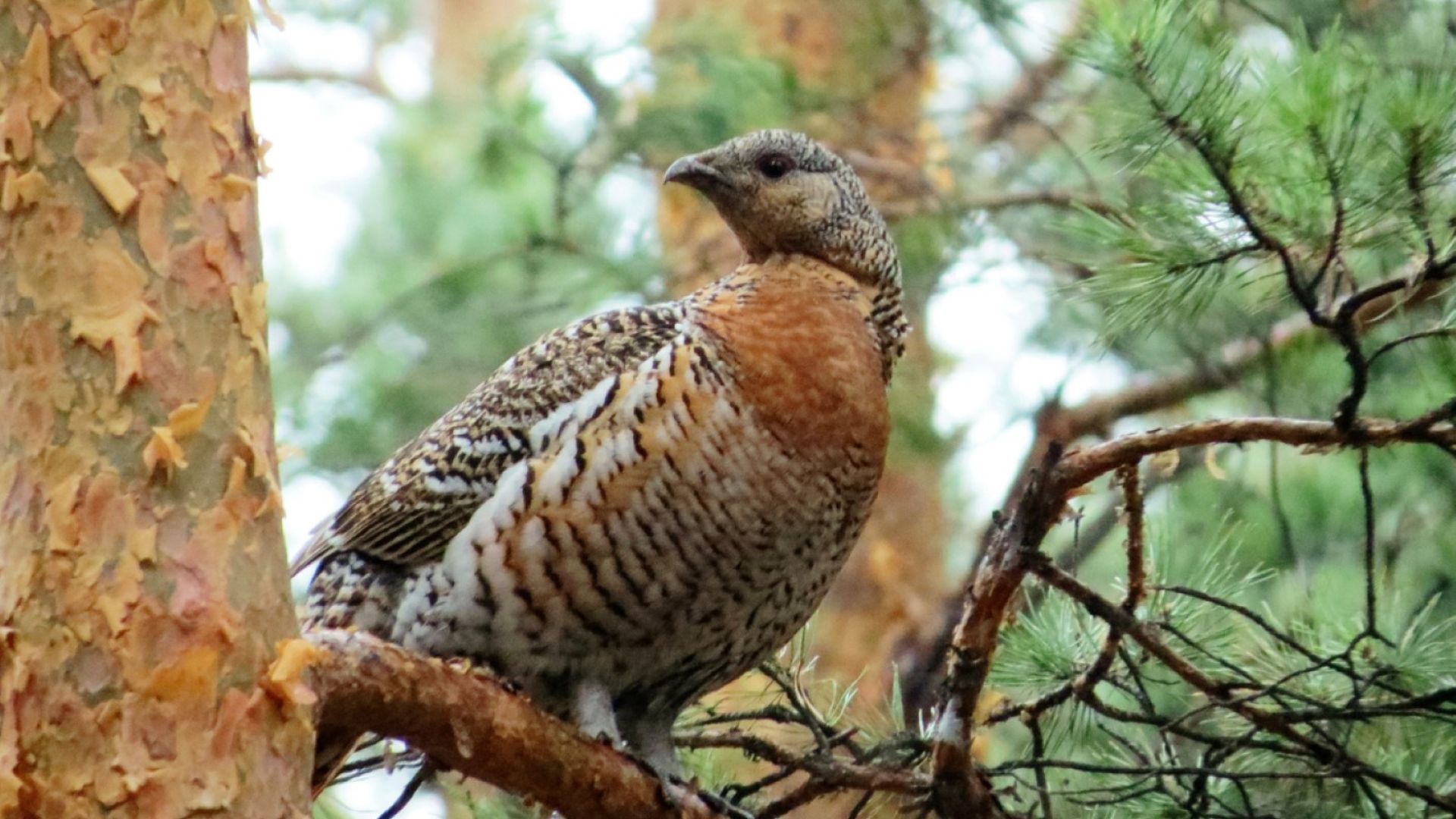 Мълния разцепи огромен бор в центъра на Велико Търново По