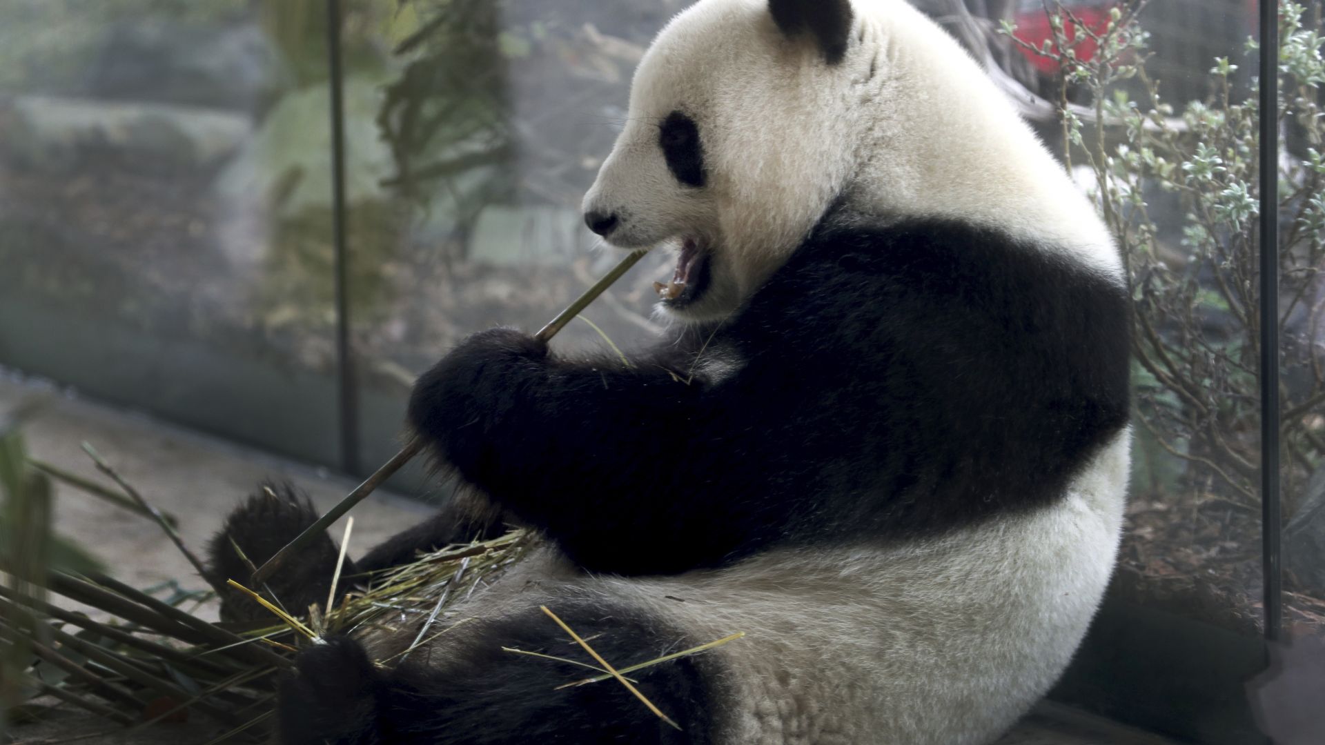 Берлинският зоопарк показа ултразвуково изображение на бебето на пандата Мън Мън