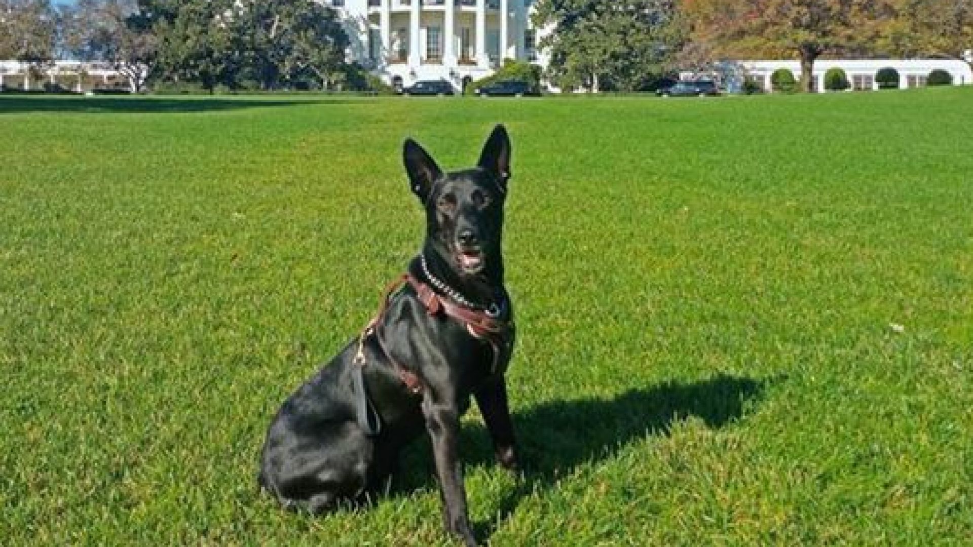 Служебно куче спасило тогавашния президент Барак Обама от нападение в