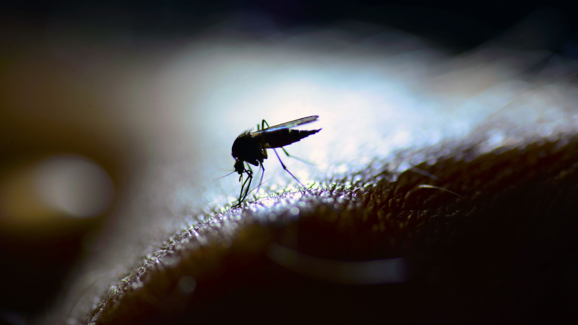 Комари ще ваксинират срещу малария