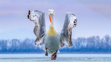 Птиците - "фотомодели" на годината