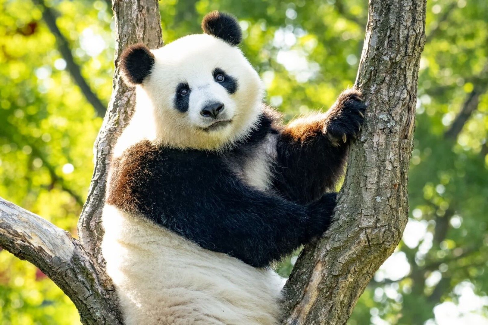 Майката - пандата Менг Менг (снимка архив)