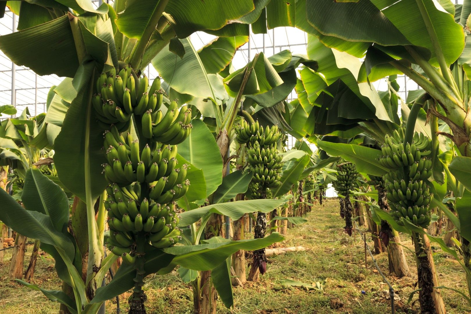 Все още неузрели банани в плантация