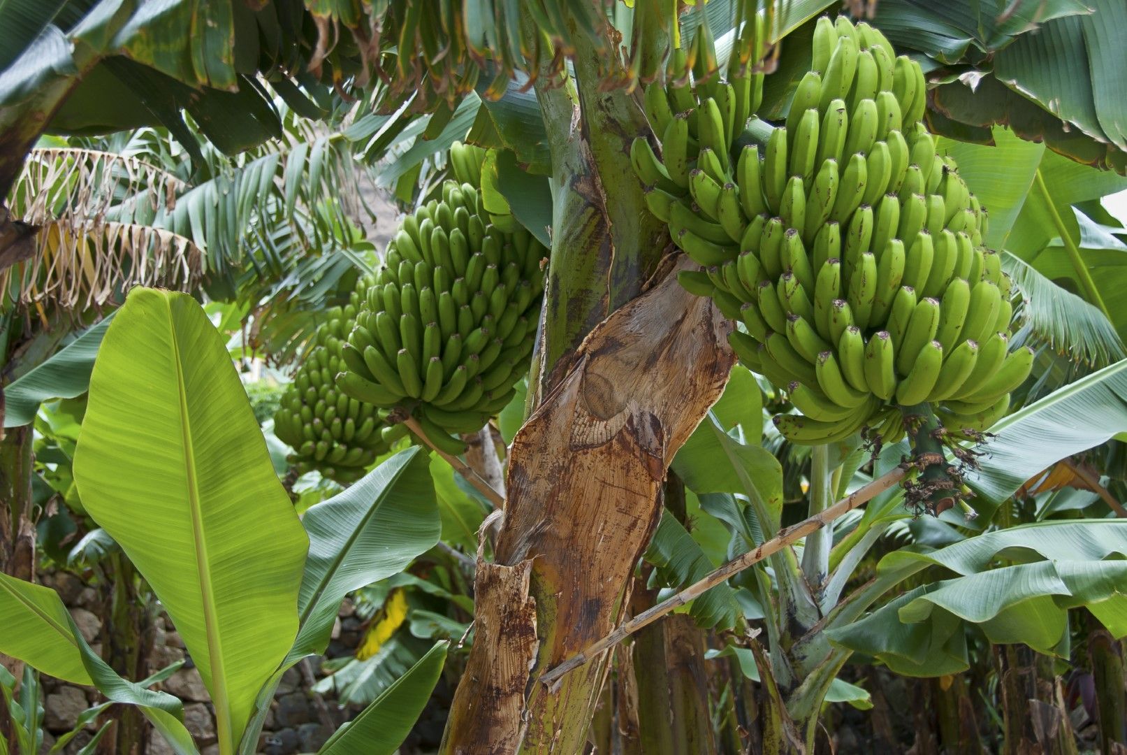 След като даде реколта, банановото растение отмира, а от основата му израстват няколко нови