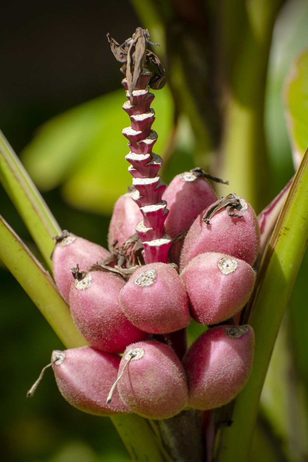 Бананите са стотици видове: на снимката - малки розови бананчета от вида Дазикарпа