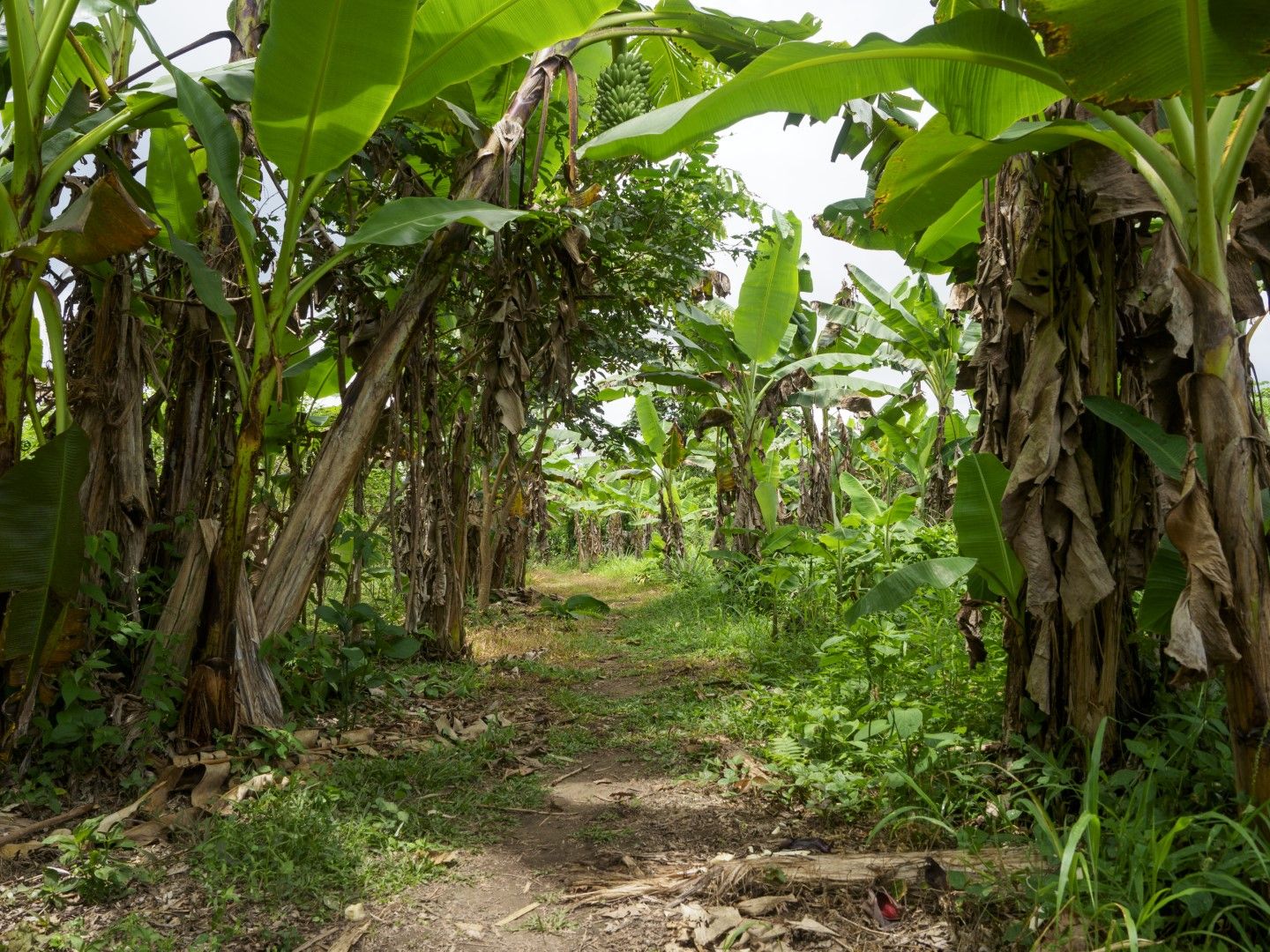 Плододаващи банани  в Африка