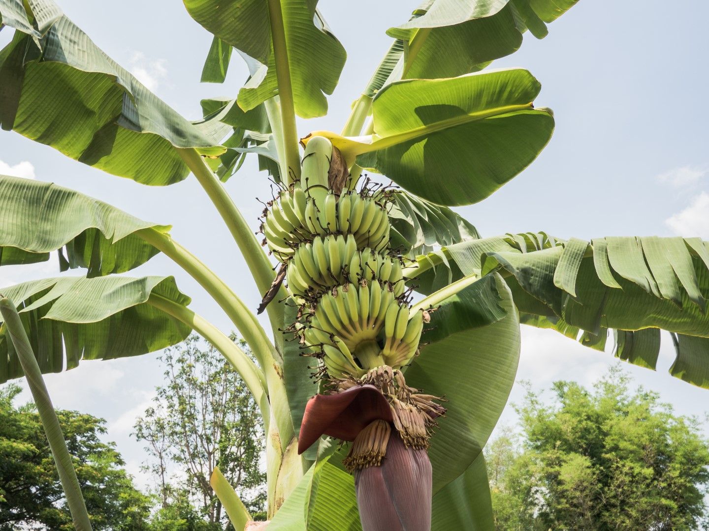 Бананов плодонос: един може да роди до стотина килограма плод!