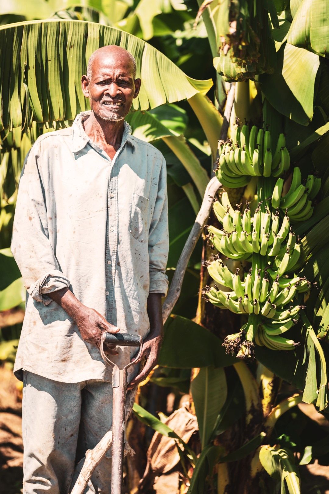 бананът осигурява храна, поминък и доходи за милиони хора
