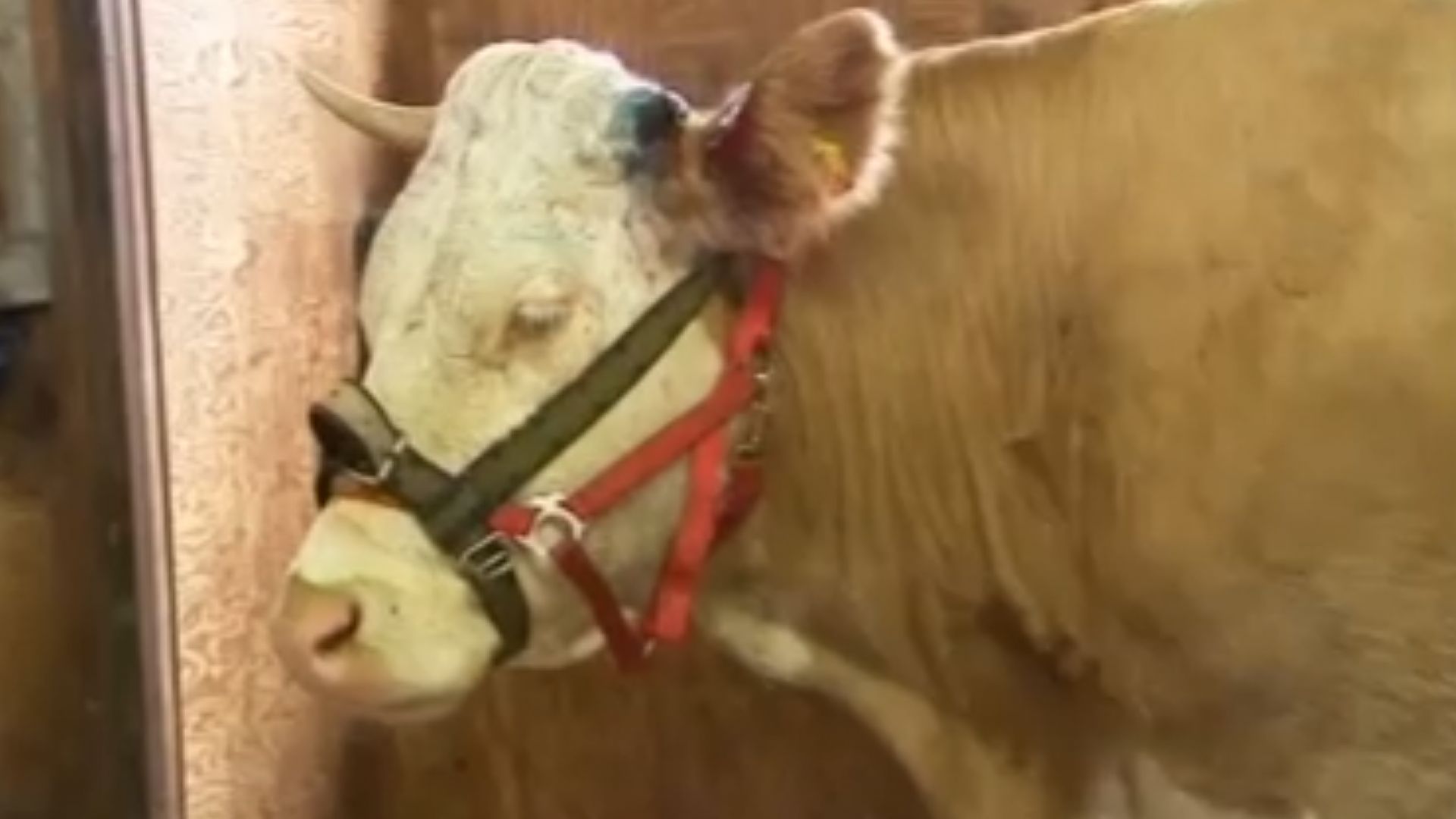 Кравата беглец Ивон почина в приют за животни в Бавария осем