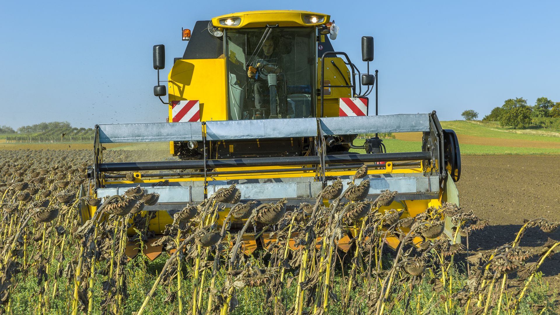 Полицията в Балчик отново издирва неизвестен извършител прибрал слънчогледовата реколта