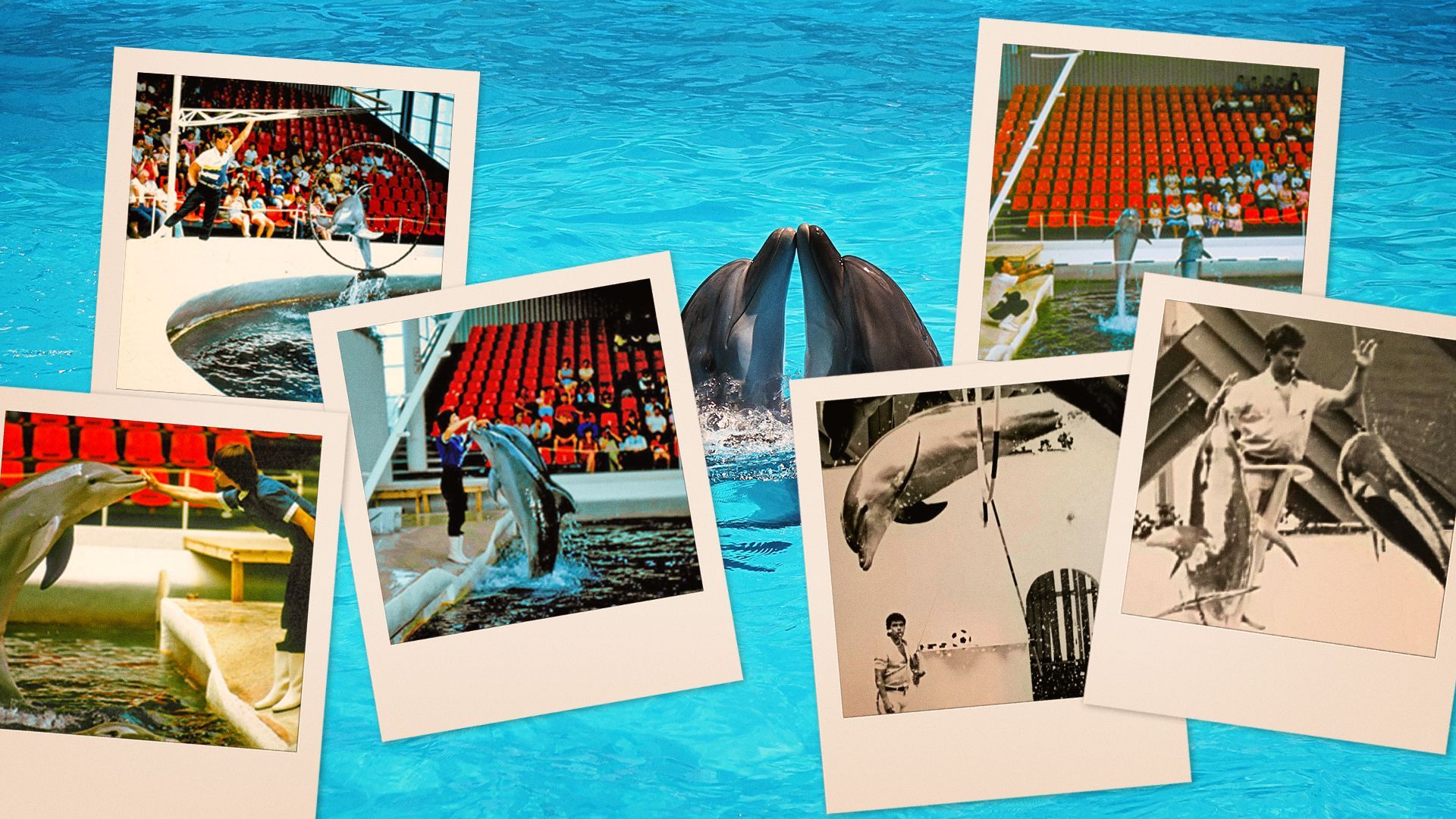 Виж още Варненци искат закриването на Делфинариума ръководството излезе с