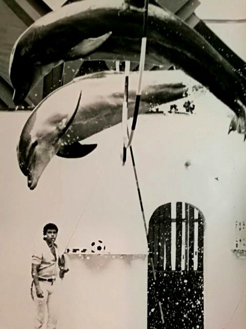 В дните, в които Пламен Георгиев е треньор в делфинариума