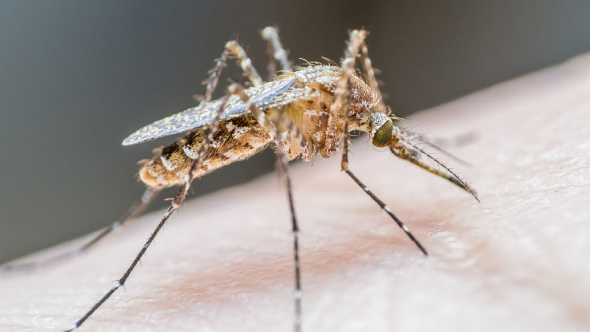 Жертвите на вируса на Западнонилската треска в Гърция от началото