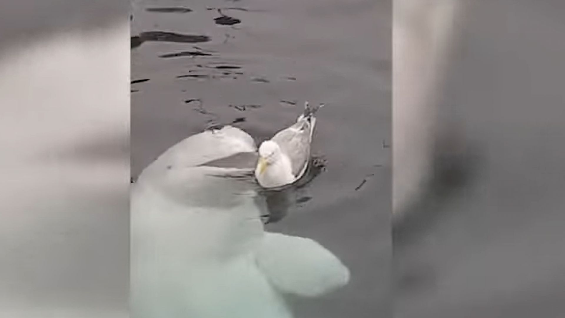 Норвежец засне белуга която иска да се сприятели с чайка