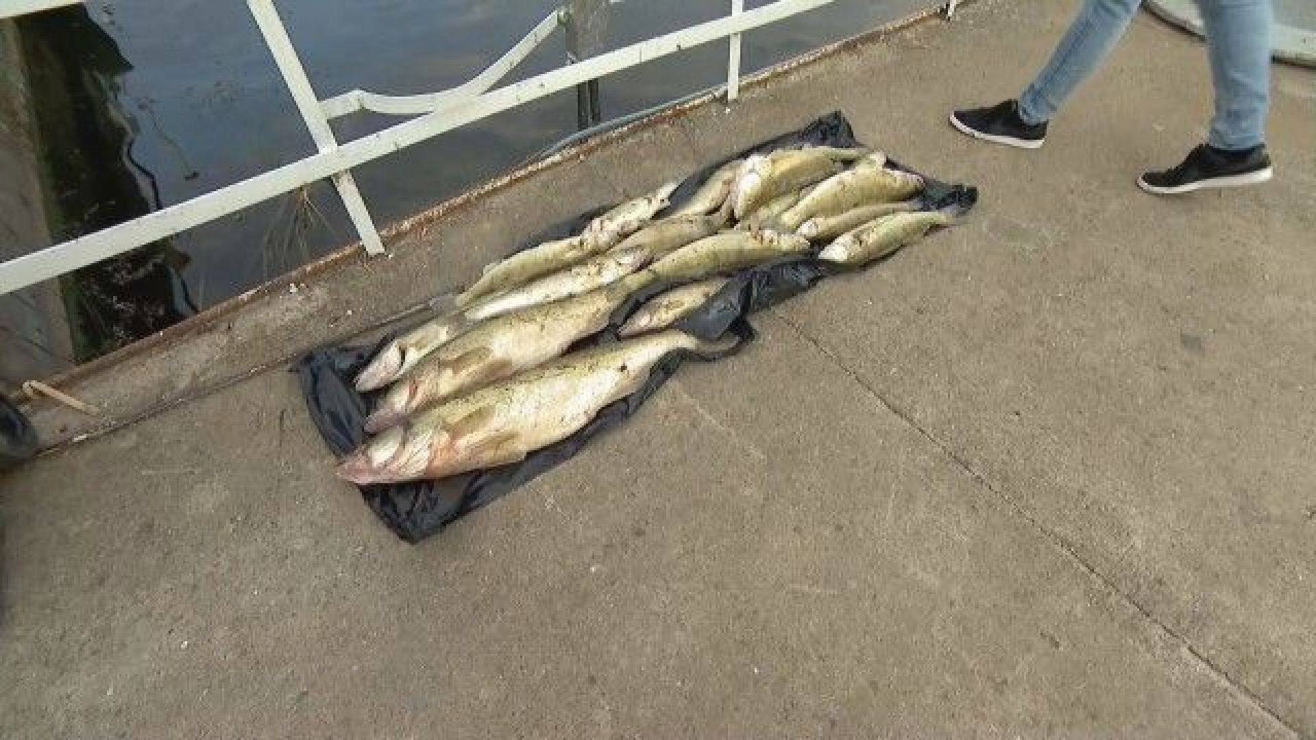 Тонове умряла риба плувна на повърхността на язовир Пчелина до