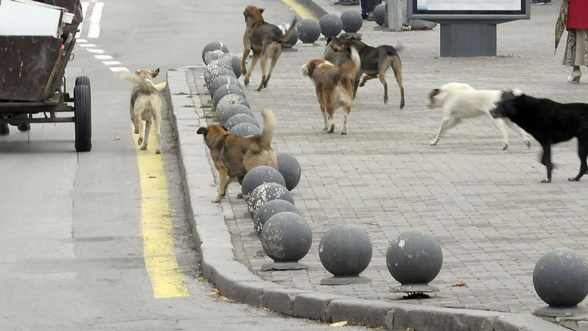 Безплатно обезпаразитяват кучета в пет столични парка Инициативата е на