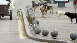 Глутница от над 10 кучета тормози жителите на Студентски град в София (видео)