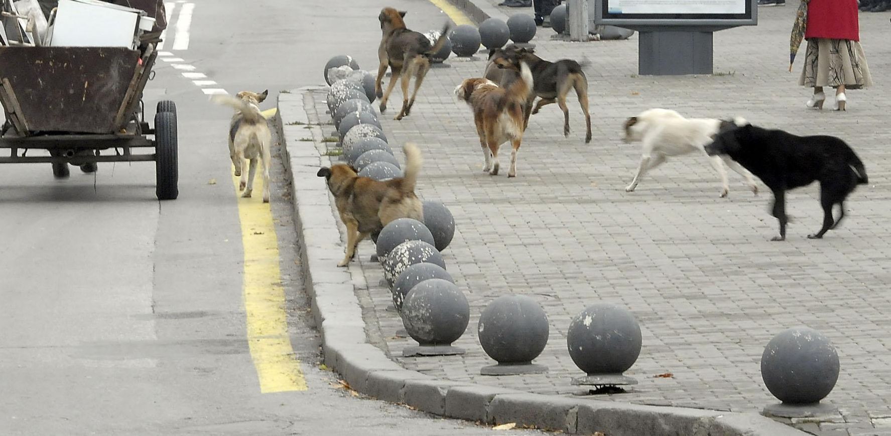 Март 2005 г. - Обичайна по това време гледка в центъра на града - глутница кучета преследват каруца
