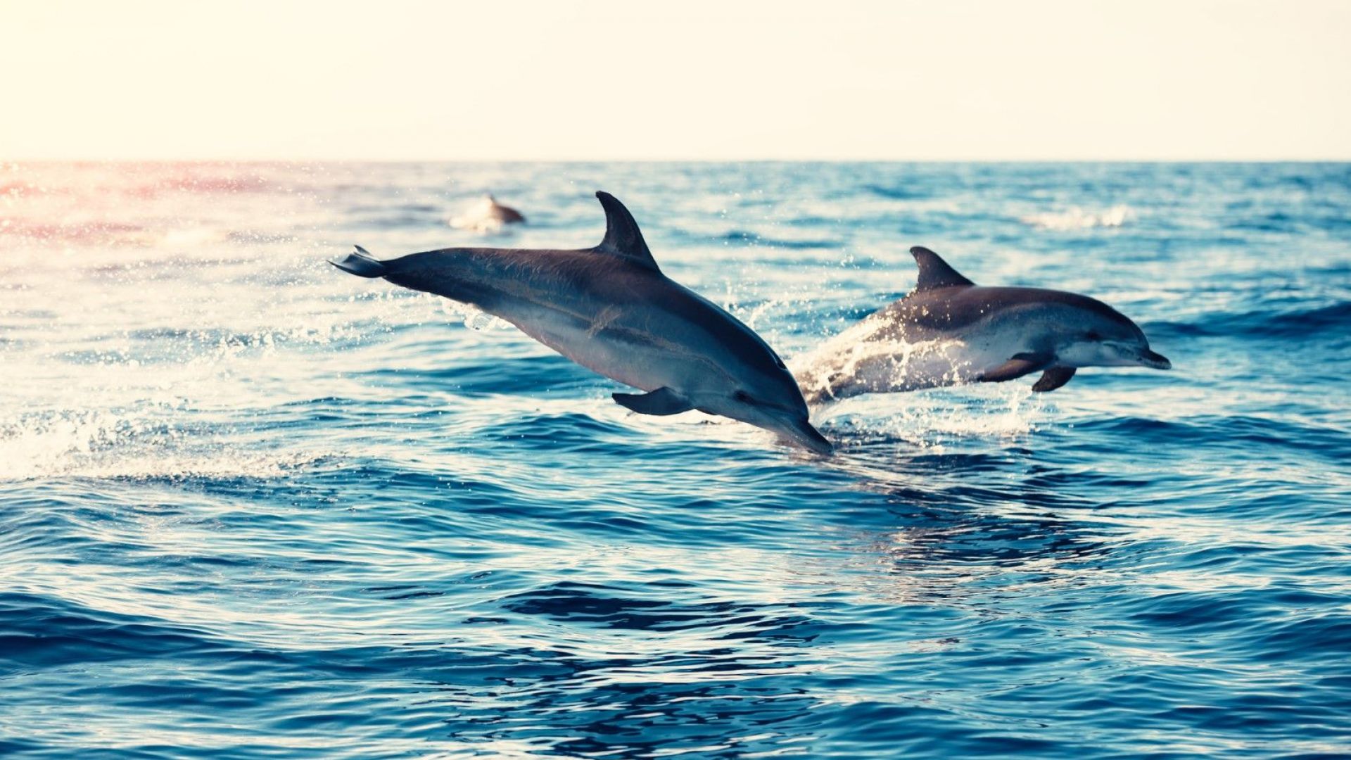 Делфините в Ламанша са с "токсичен коктейл" от химикали