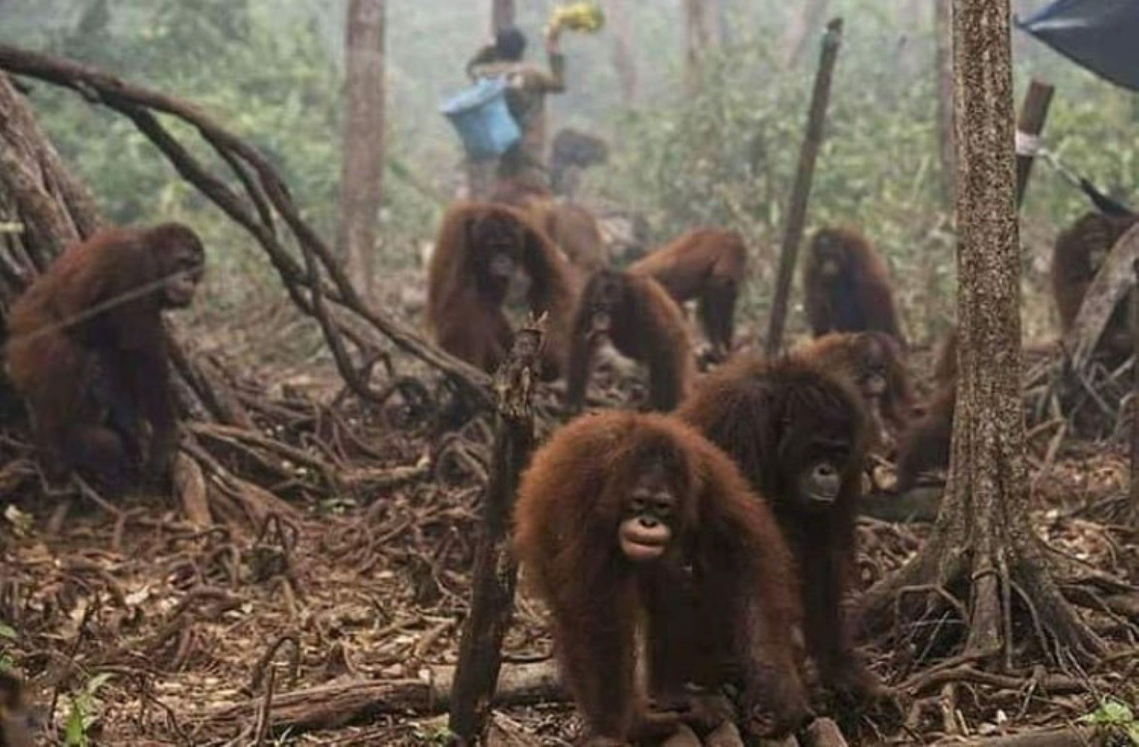 Застрашени са няколкостотин отредките човекоподобни маймуни - орангутани, вид и без това на границата на изчезването си