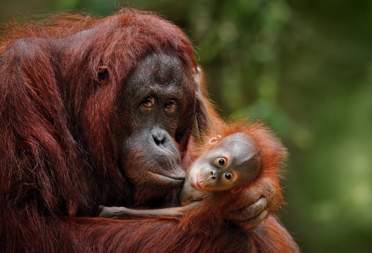 Застрашени са няколкостотин отредките човекоподобни маймуни - орангутани, вид и без това на границата на изчезването си