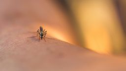 Нов тип мрежа срещу комари пази от малария