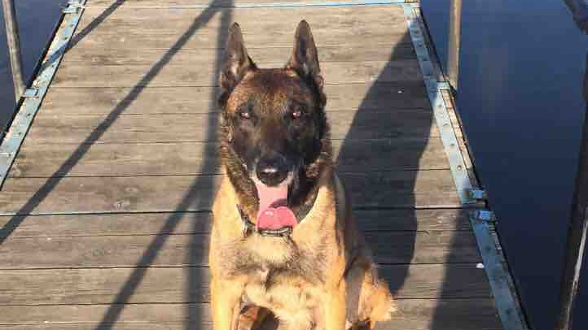 След дългогодишна служба в отдел Наркотици при ГДБОП почина специализираното