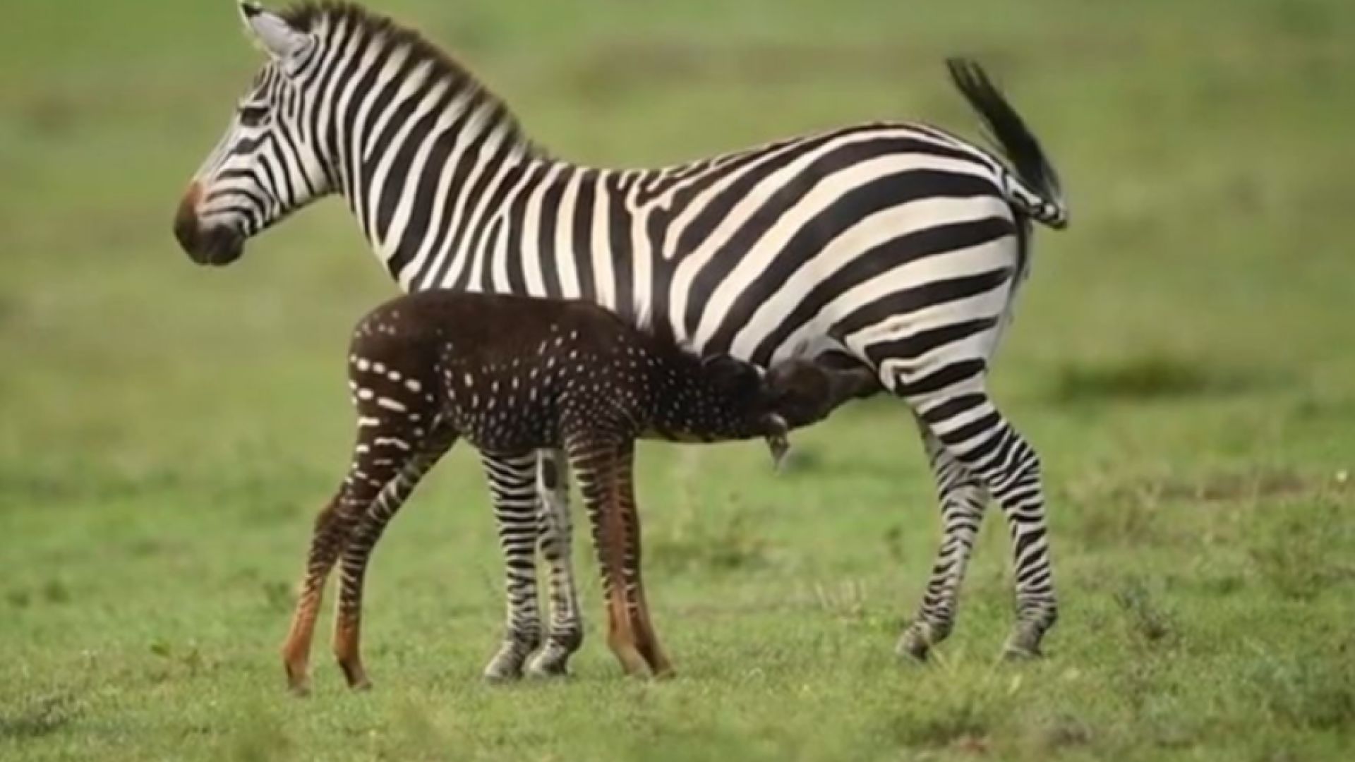Фотограф засне бебе зебра на точки (видео)