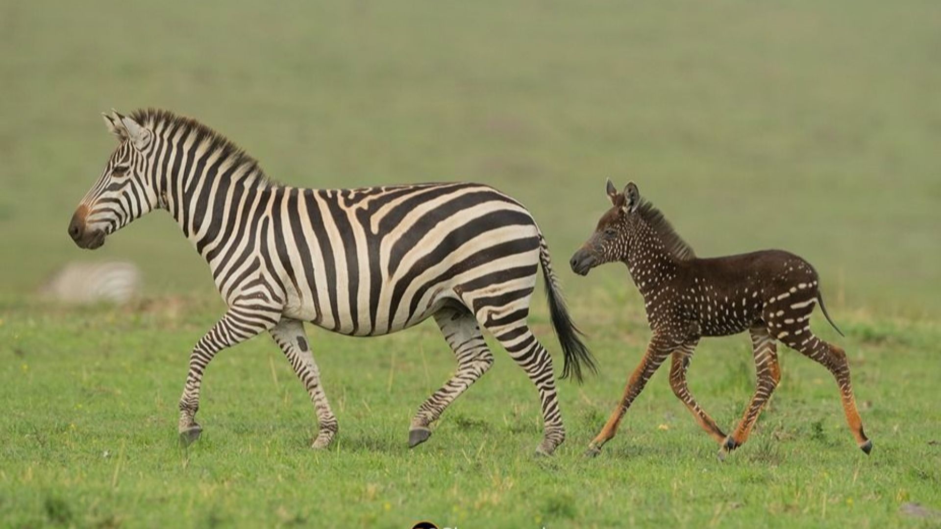 Зебра на точки вместо на райета бе заснета в резерват в Кения