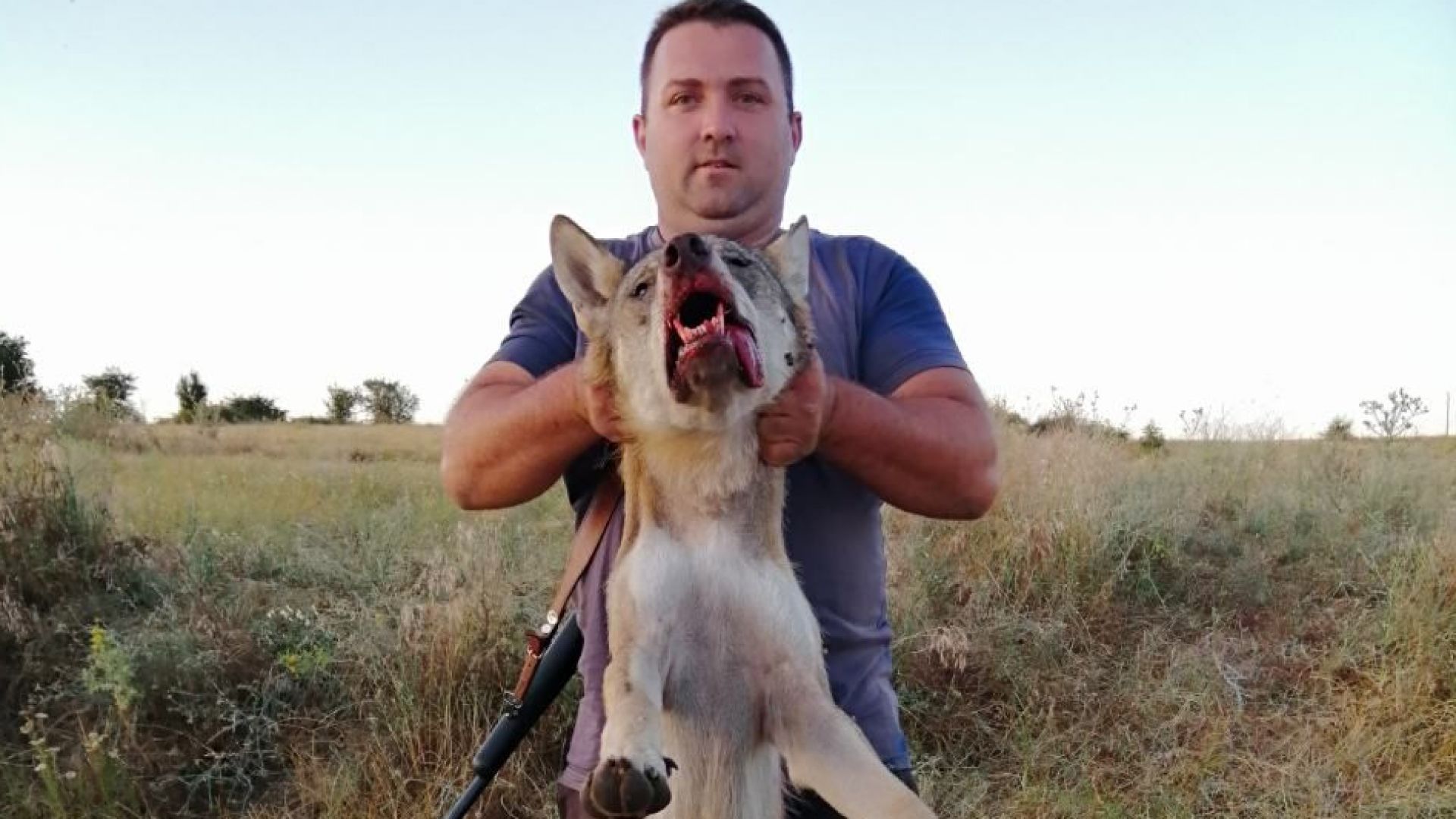 Сред животновъдите в Свиленградско е ескалирало напрежение заради щетите които
