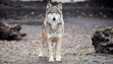 Френските власти са заловили три вълка които избягаха от средиземноморски